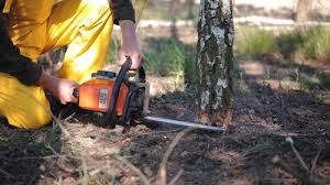 Best Palm Tree Trimming  in Atoka, TN