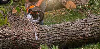 Best Tree Disease Treatment  in Atoka, TN