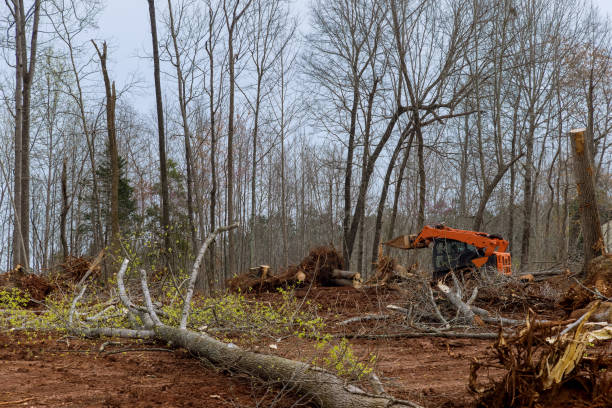 Best Tree Mulching  in Atoka, TN