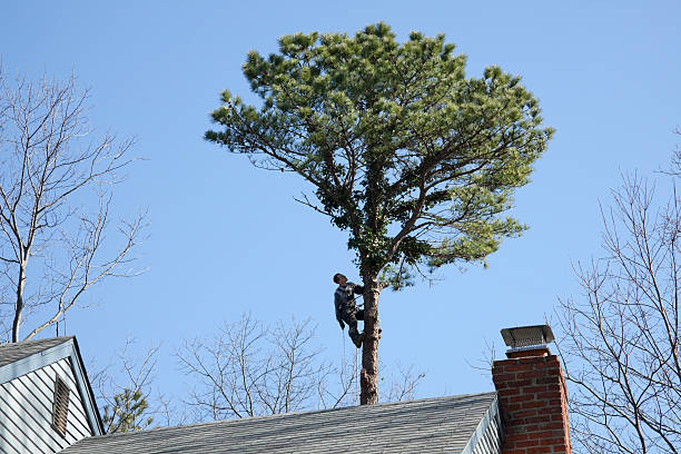 Best Seasonal Cleanup (Spring/Fall)  in Atoka, TN