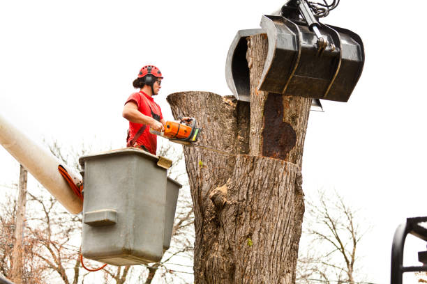 Best Commercial Tree Services  in Atoka, TN